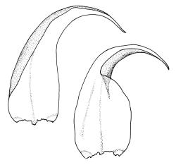Drepanocladus brachiatus secund form, stem leaves. Drawn from T. Kirk, s.n., CHR 585864.
 Image: R.C. Wagstaff © Landcare Research 2014 